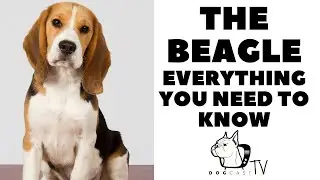 The BEAGLE Dog Breed - Everything You Need to Know!  DogCastTV!
