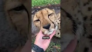 Гепарды — как большие домашние кошки! 🐆🐱🐾