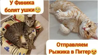 Отправляем Рыжика в Питер😍 У Финика болят ушки.
