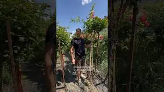 Начинаю рассылку Штамбовых Роз! #розыартема #штамбовыерозы #сад #garden