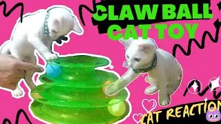 CAT TOY REVIEW : CLAW BALL CAT TOY, CAT REACTION
