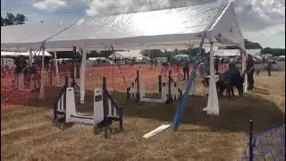 Scout Flyball