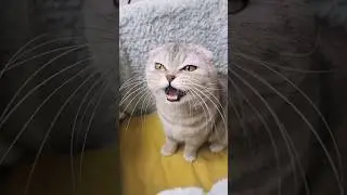 Chloe the cat meows loudly when she doesn't find her kitten 