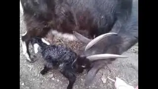 Это пять минут после окота!