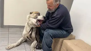A dog from a fight club, the owner fed him only protein, he thought he would grow into a car...