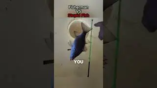 Fisherman VS Stupid Fish