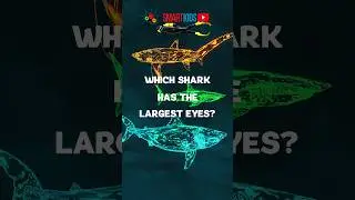 🦈 Which shark has the largest eyes?