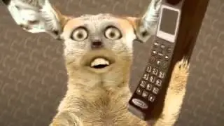 Кошачий психодел