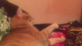 Злобный кот