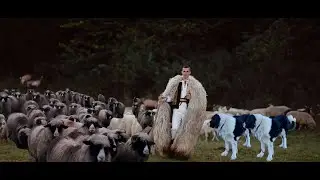 Ionut Nemes - Boala oilor 🐏 (Official Music Video)💙💛❤️