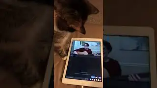 HAZEL The Cat loves watching music videos.