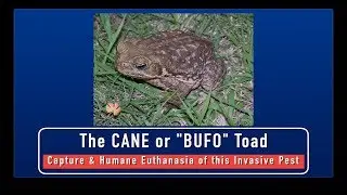 Cane Toads - Capture and Humane Euthanasia of this Invasive Pest