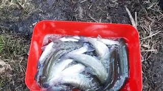 Форель заболела! УЗВ, Форель, Пруд. (Forell,Teich, Trout, Pond)