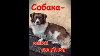 Собака выкормила тигрёнка ///  История о том, как дворняжка спасла котят и маленького тигрёнка.