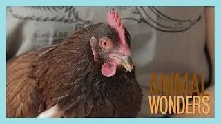 Chickens! What, Where, and How