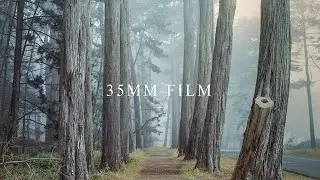 35MM FILM Photography in the Foggy Woods