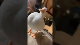 That one duck edit #music #duckphonk #duck #phonk #meme