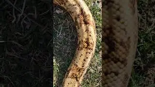 Pure Hog Island Boa Constrictor 👌