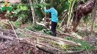 Sarifa Farm: Day-15  Fencing