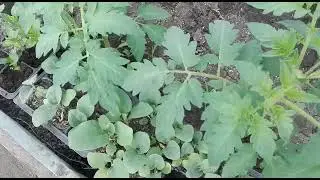 Потерялась в днях / Что нашёл муж / Жизнь в селе.