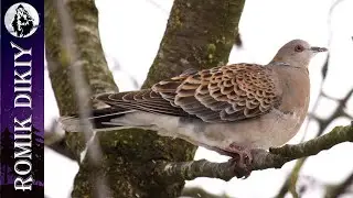Охота на большую горлицу. Трудно, но результативно.
