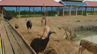 Kebun binatang mini Merauke Papua indonesia
