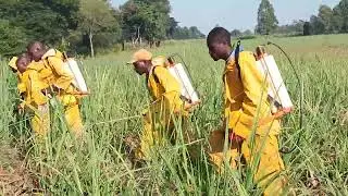 WEED CONTROL FOR BETTER YIELDS.