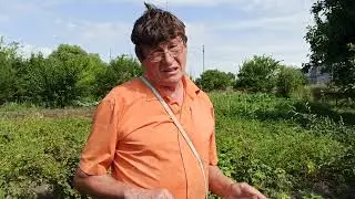 Крестоцветная блошка на капусте