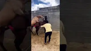 horse 🐎 has the longest penis
