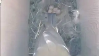 250409 Blue-tit nest box Morning 5 eggs