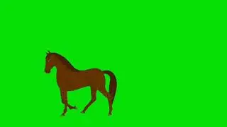 horse walking...horse carriage.. ঘোড়া হাটছে..ঘোড়া গাড়ি.. green screen video no copy right (free)