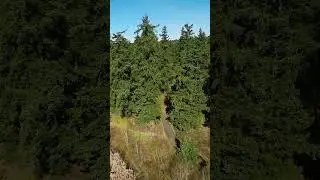Epic FPV Dive Down 90 ft Trees! - DJI Avata