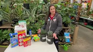 Ultimate Mosquito Defense: Expert Tips from Emigh Ace Hardware's Garden Guru Bridget!