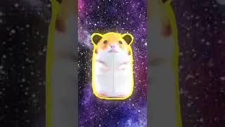 Хомяк куриться под БлопТоп