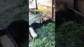 Травичка.