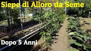Siepe di Alloro da Seme  Dopo 5 Anni!