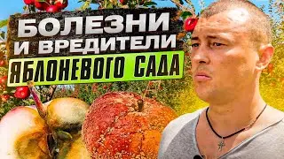 БОЛЕЗНИ И ВРЕДИТЕЛИ В ЯБЛОНЕВОГО САДА. Как защитить яблоневый сад от болезней и вредителей?