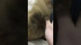 Кот и расческа  tiktok 2021|ТикТок