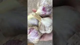 ВЕСЕННИЙ УХОД ЗА ОЗИМЫМ ЧЕСНОКОМ