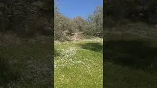 MOUNTAIN MEADOWS IN SPRING