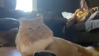 hungry cat