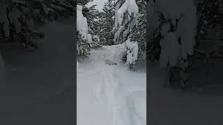#джекрасселтерьер