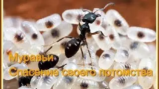 Топ 5.Муравьи спасают своё потомство.Какую пользу приносят муравьи