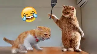 Cats are the BEST PETS EVER