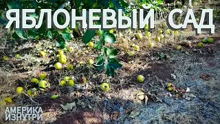 Яблоневый Хребет КАЛИФОРНИЯ