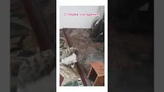 Братья Мисус и Симус.