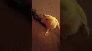 Принцесса Одуванчик🦜👑
