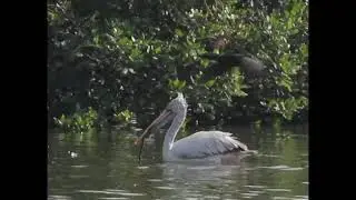 Vedanthangal Bird Sanctuary | வேடந்தாங்கல் பறவைகள் சரணாலயம் - Uncut version of birds life.