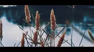 Samsung Galaxy A72 Cinematic Video | Nature B-Roll