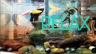 лучший расслабляющий аквариум в 4K UHD 🐠 Anti-Stress Music, Relax and Meditation.